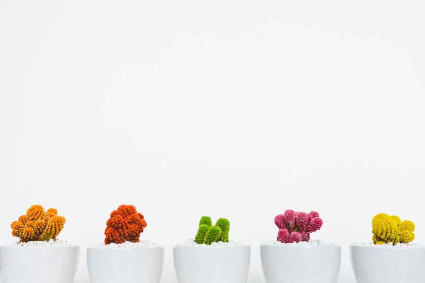 five assorted color cacti
